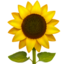 🌻 🌻
